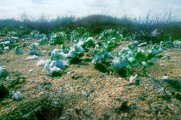 A strong wind foams the sea, and then tears off the salt foam and throws it on the coastal plants....