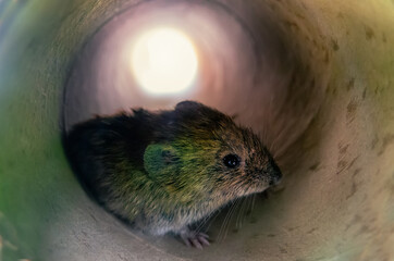 The mice and rats is adapted to night twilight life (in the dark). The mouse is in the pipe....