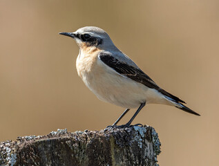 Male Wheatear on a post
