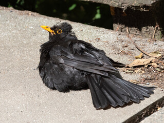 Blackbird sunbathing