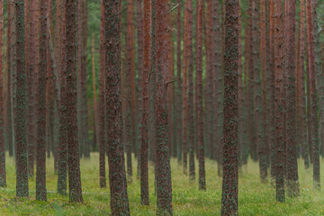 Pine forest with tall straight trunks and green grass, perfect for use as natural background or...
