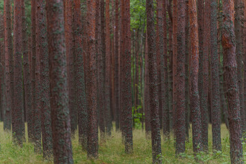 Dense pine forest with tall straight tree trunks and green undergrowth in summer.