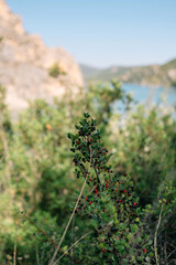 pine tree in the mountains
