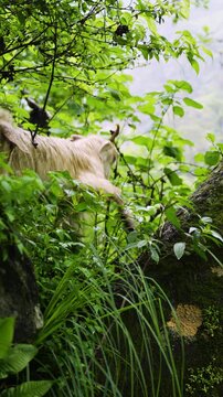 A goat calmly eating grass in a misty tropical forest with lush green vegetation along the Madmaheshwar Temple trek, Panch Kedar, Uttarakhand, India.