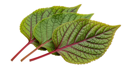 Isolated Red Perilla Leaves
