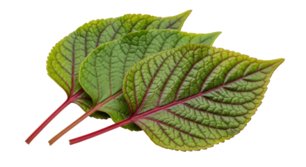 Isolated Red Perilla Leaves