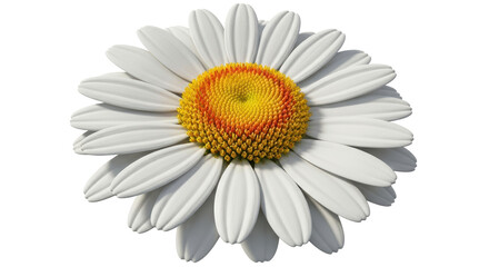 Isolated White Daisy Flower