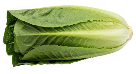Isolated Romaine Lettuce