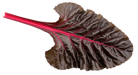Isolated Beetroot Leaf