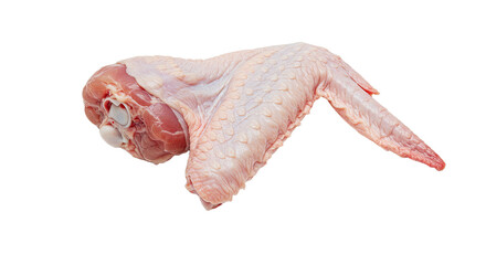 Raw Turkey Wing Isolated on White Background.