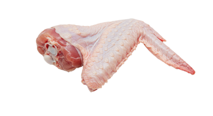 Raw Turkey Wing Isolated on White Background.