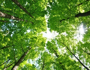 Lush forest canopy view from below