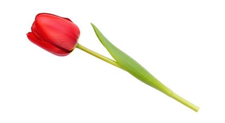 Isolated Red Tulip