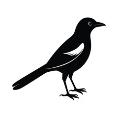 A magpie bird silhouette vector illustration.
