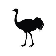 An ostrich bird silhouette vector illustration.

