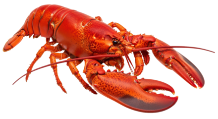 Isolated Lobster