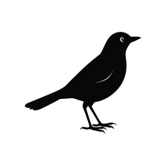 A pipit bird silhouette vector illustration.
