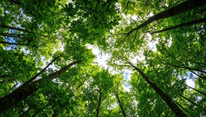 Fototapeta premium Lush forest canopy viewed from below (1)