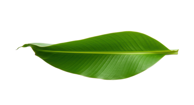 Vibrant Green Tropical Banana Leaf Isolated on Pure White Background - Powered by Adobe