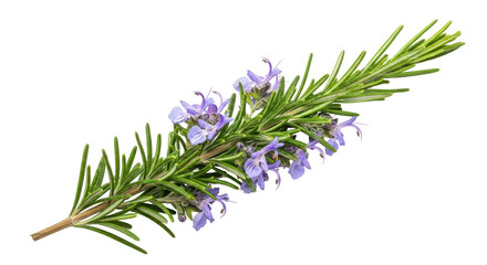 Isolated Rosemary Branch on White Background