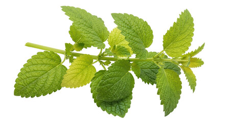 Isolated Lemon Balm