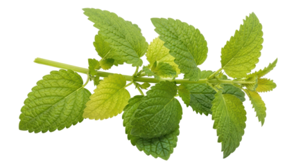Isolated Lemon Balm