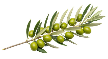 Isolated Olive Branch on White Background