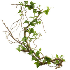Branche de lierre avec feuillage sur fond transparent