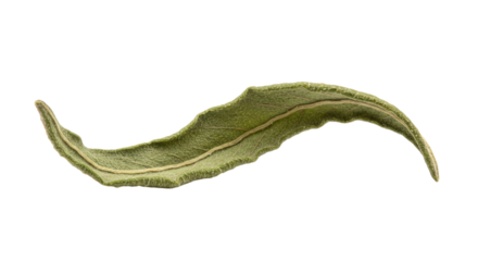Single Dried Leaf Isolated on White.