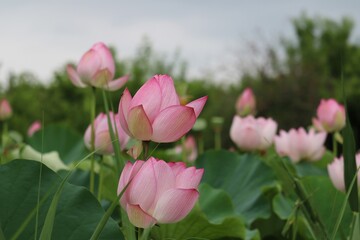 神秘的に咲くハスの花