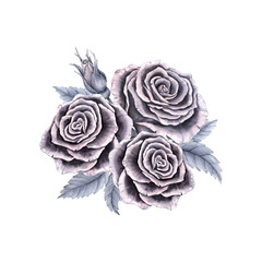 Watercolor white roses. A botanical flower arrangement with leaves and buds in shades of gray.