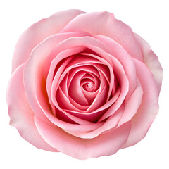 Close up of a delicate pink rose bloom with spiraling petals isolated on transparent background