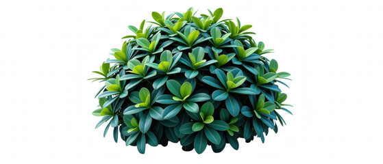 Fototapeta premium Lush green shrub with dense foliage, featuring vibrant leaves in various shades of green, perfect for landscaping or garden design