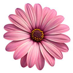 Beautiful pink daisy flower with yellow center isolated on transparent background