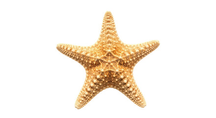 Isolated Star fish
