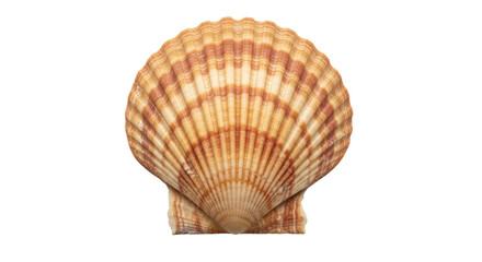 Isolated Scallop Shell