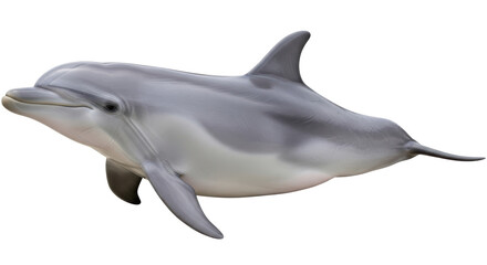 Isolated Dolphin