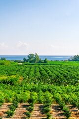 beautiful farmland landscape with green rows of fruit trees and lines of road and plants on a...