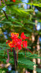 photo of peacock flower plant in a garden