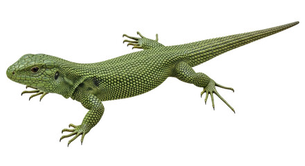 Isolated Green Lizard