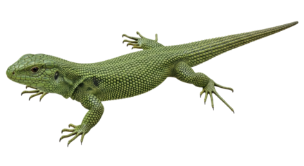 Isolated Green Lizard