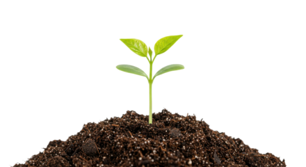 Small green seedling growing out of dark soil isolated on white background