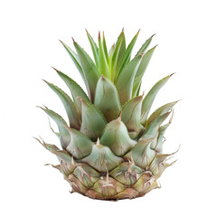 Close-up of a young pineapple