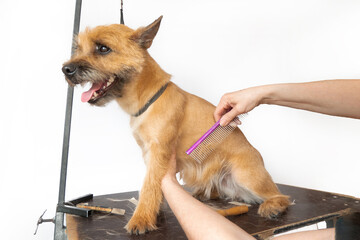 groomer combing wool of spitz in salon, grooming master cuts and shaves, cares for a dog in professional salon for pets. High quality photo