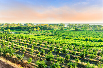 green rows of fruit trees on a farmland plantation during sunrise or sunset in beautiful summer...