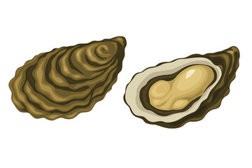 Oysters vector. Isolated on white background.