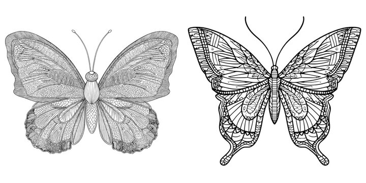 The illustration features a hand drawn butterfly, designed as a sketch for a zen-tangle style adult anti-stress coloring book