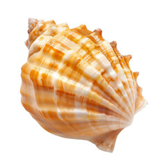 Fototapeta premium Close-up of a sea shell with intricate patterns