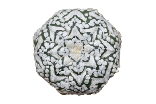 Top view of Astrophytum Asterias cv. Superkabuto V type cactus isolated on transparent background png file