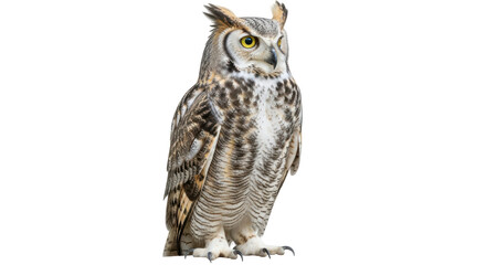 Isolated Owl Front View Staring